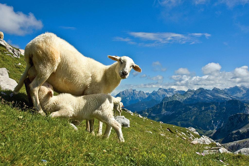Вилла Tourist Farm Kranjc Кобарид Экстерьер фото